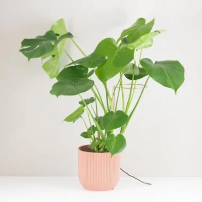 Dekoratívna opora na rastliny obruč Ø 14 cm dekorativna opora pre rastliny obruc kovova oporna tyc ku kvetom