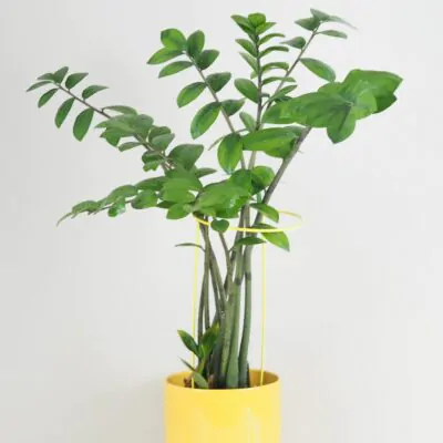 Dekoratívna opora na rastliny obruč Ø 14 cm dekorativna opora pre rastliny obruc kovova oporna tyc ku kvetom