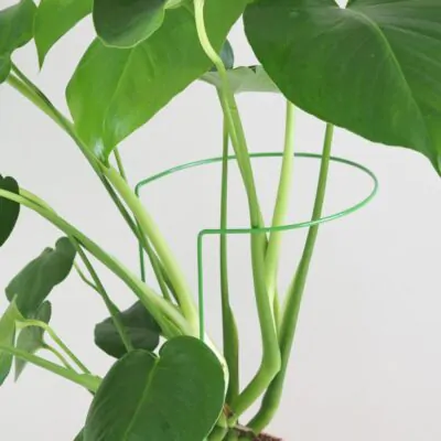 Dekoratívna opora na rastliny obruč Ø 20 cm dekorativna opora pre rastliny obruc kovova oporna tyc ku kvetom