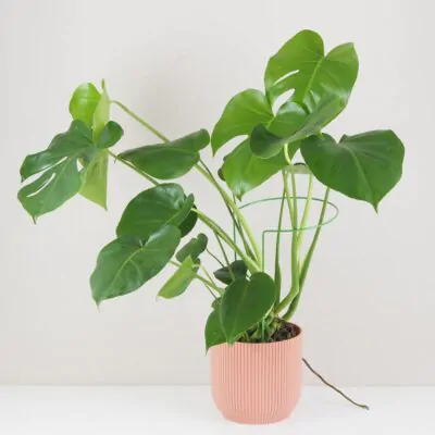 Dekoratívna opora na rastliny obruč Ø 20 cm dekorativna opora pre rastliny obruc kovova oporna tyc ku kvetom