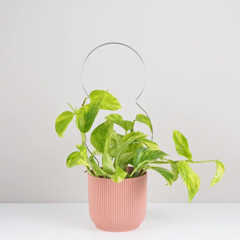 Dekoratívna opora na rastliny osmička dekorativna opora pre rastliny osmicka kovova oporna tyc ku kvetom