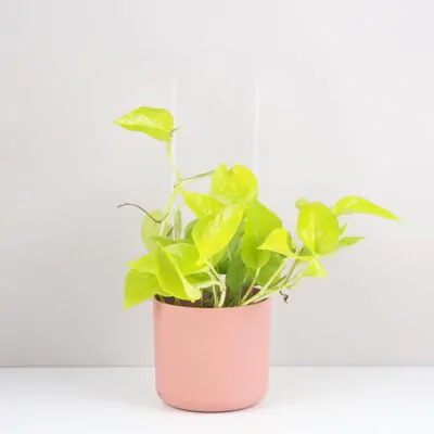 Priehľadná opora na rastliny oblúk priehladna opora pre rastliny obluk akrylatova oporna tycka pre rastliny