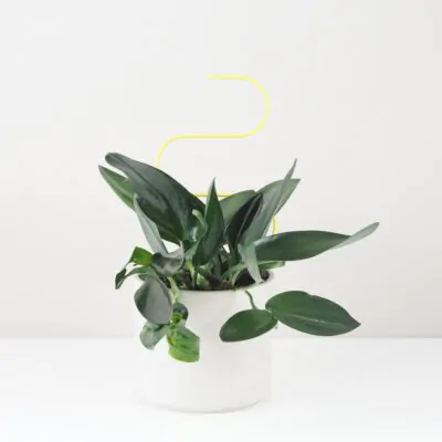 Dekoratívna opora na rastliny vlnka malá dekorativna opora pre rastliny vlnka mala kovova oporna tyc ku kvetom