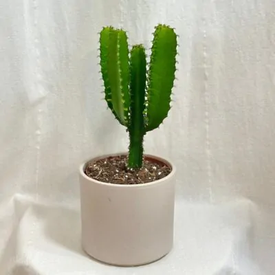 euphorbia triangularis sukulent