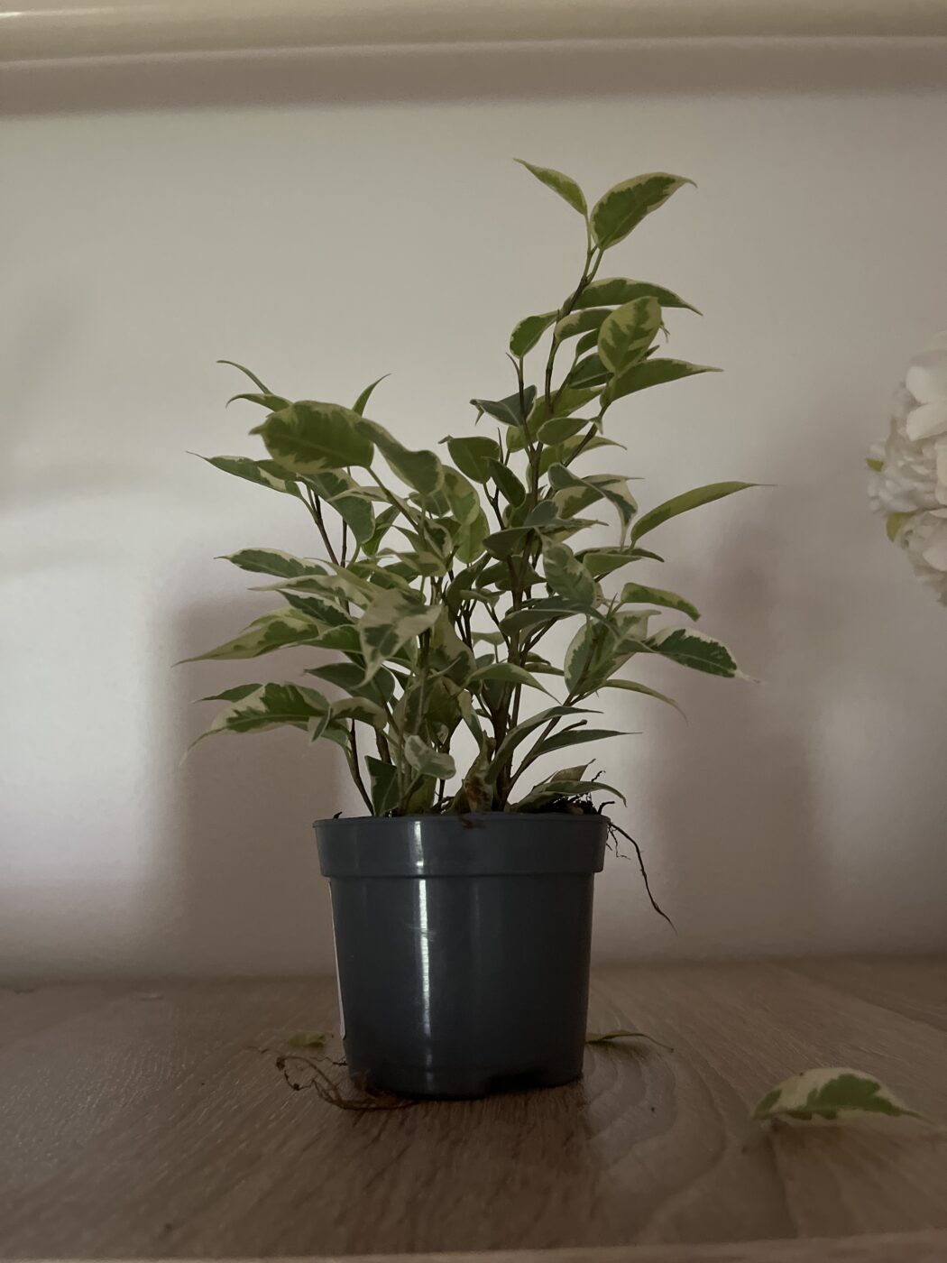 Image #1 from Miroslava B.