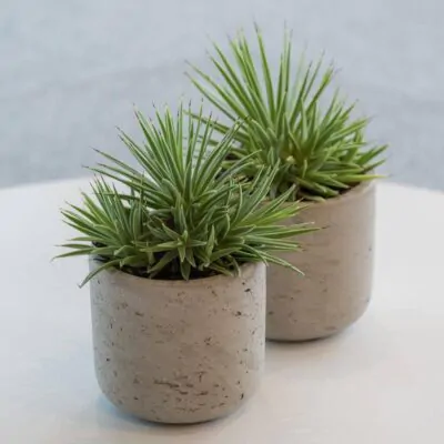 Kvetináč Charlie grey washed kvetinac charlie grey washed sedy betonovy kvetinac