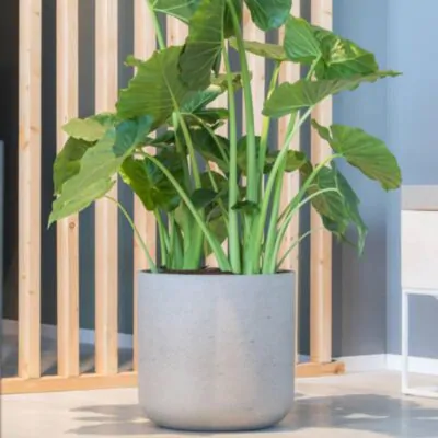 kvetinac charlie grey washed sedy betonovy kvetinac