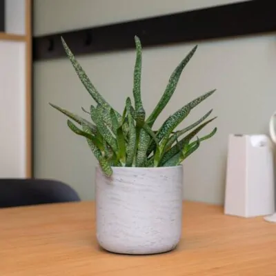 Kvetináč Charlie grey washed kvetinac charlie grey washed sedy betonovy kvetinac