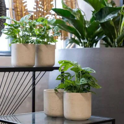 kvetinac charlie grey washed sedy betonovy kvetinac