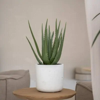 Kvetináč Charlie white washed kvetinac charlie white washed biely betonovy kvetinac