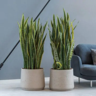 Kvetináč Patt grey washed kvetinac patt grey washed sedy betonovy kvetinac