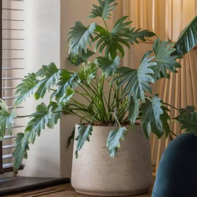 Kvetináč Patt grey washed kvetinac patt grey washed sedy betonovy kvetinac