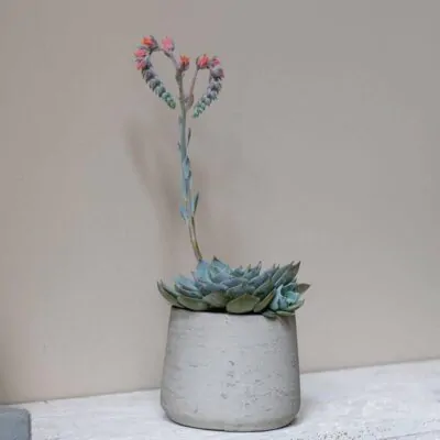 Kvetináč Patt grey washed kvetinac patt grey washed sedy betonovy kvetinac