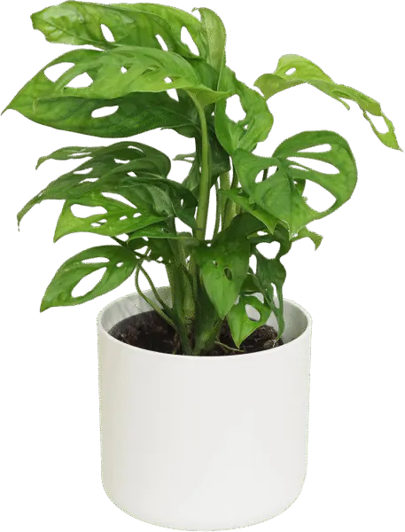 monstera adansonii rasttlinkobranie Plantizia.sk