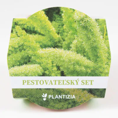 pestovatelsky set semienka asparagus densiflorus meyerii semena izbovych rastlin pestovanie zo semien