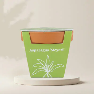 pestovatelsky set semienka asparagus densiflorus meyerii semena izbovych rastlin pestovanie zo semien