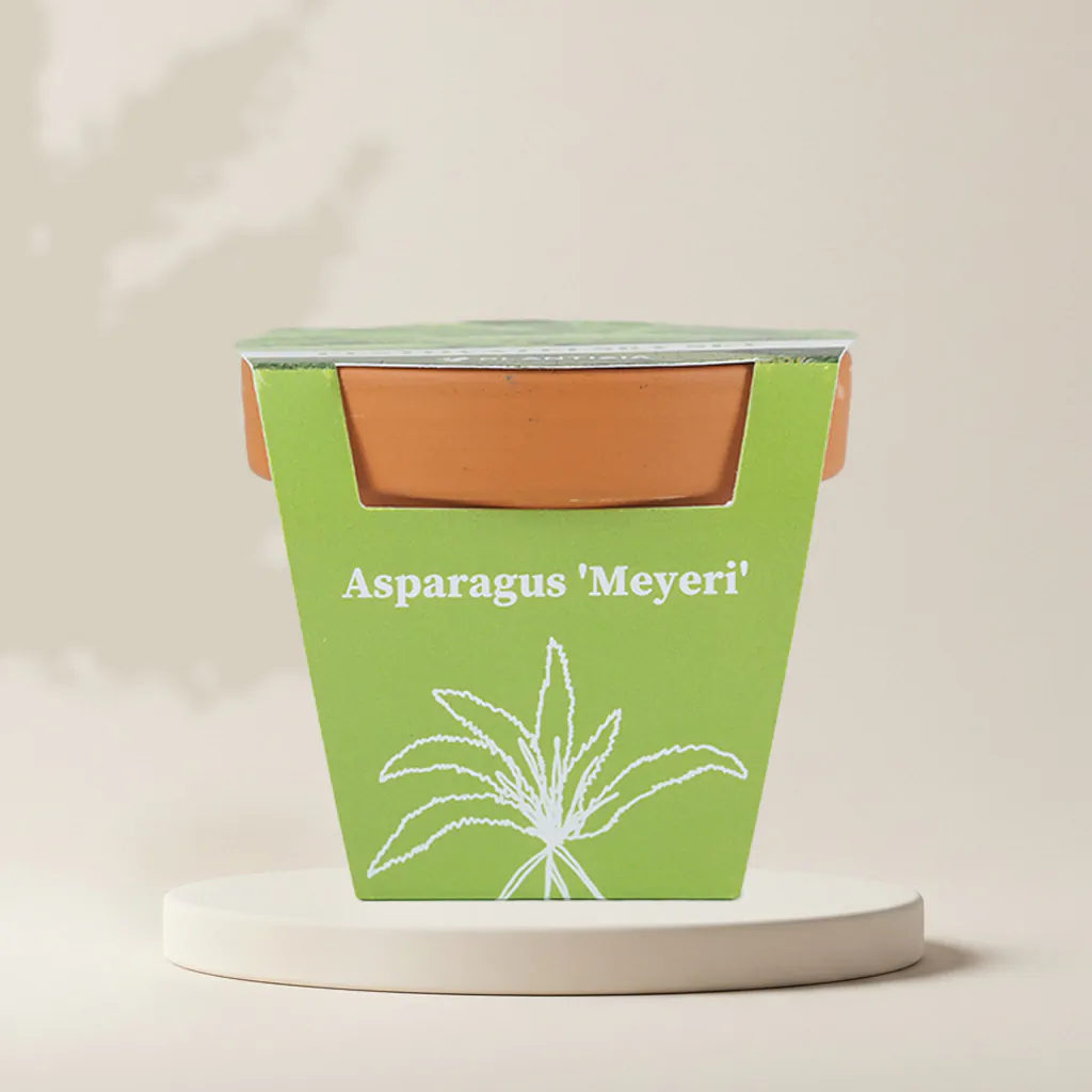 Pestovateľský set Asparagus densiflorus ‘Meyeri’