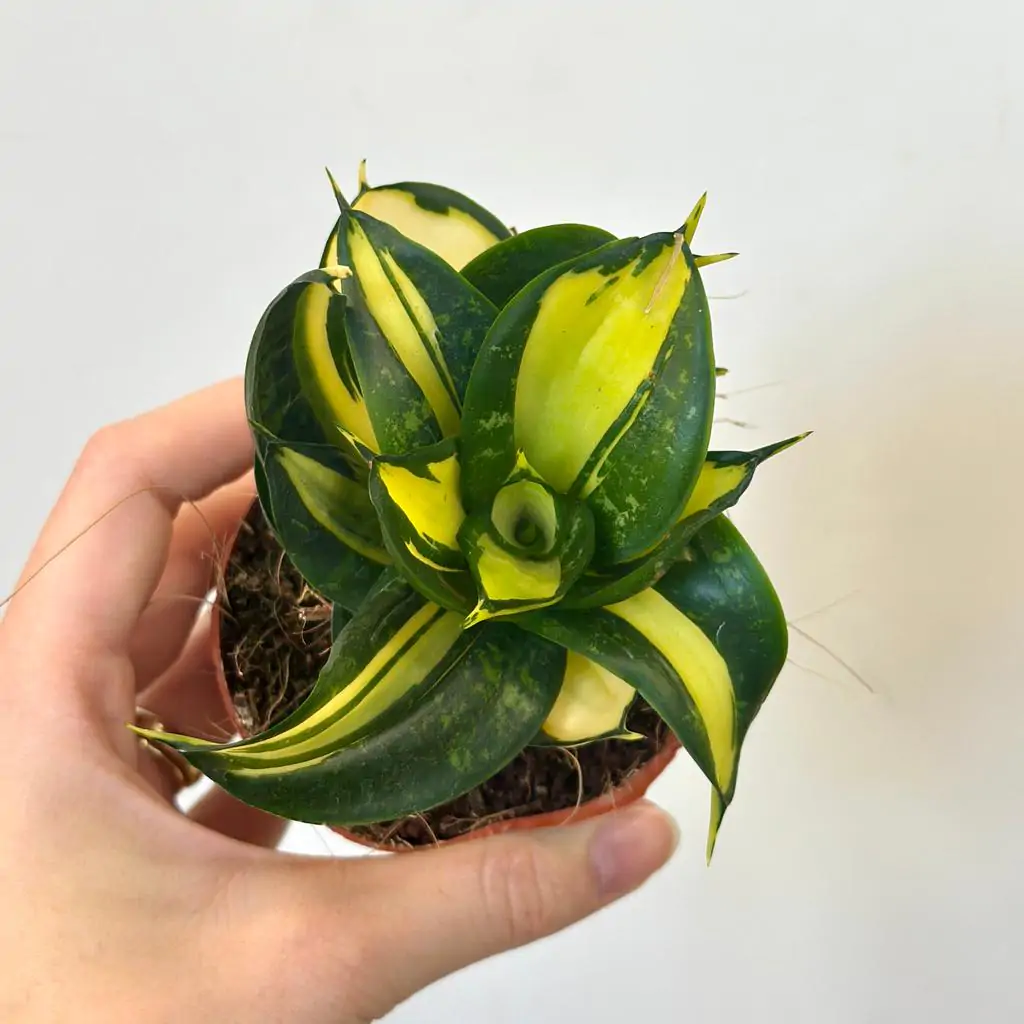 Sansevieria hahnii ‘Spiral Star’