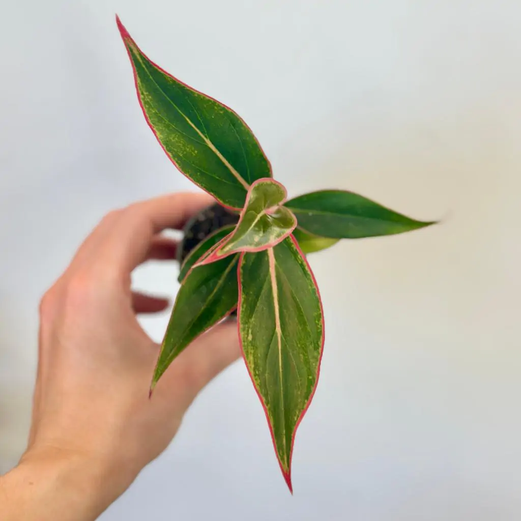 Aglaonema ‘Crete’ malá