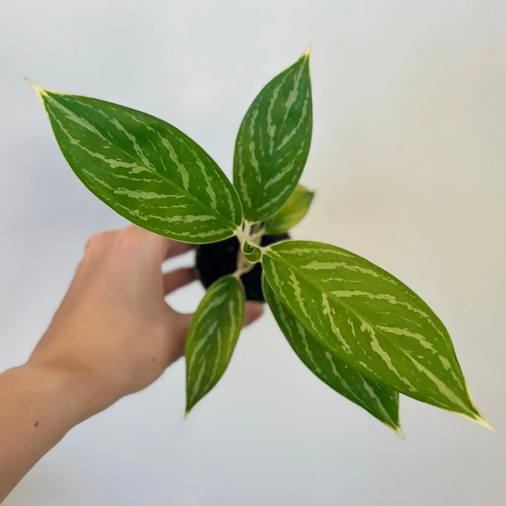 Aglaonema ‘Ivy Green’ malá