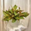 Aglaonema ‘Samba Red’ maxi aglaonema Samba red nenarocna izbova rastlina