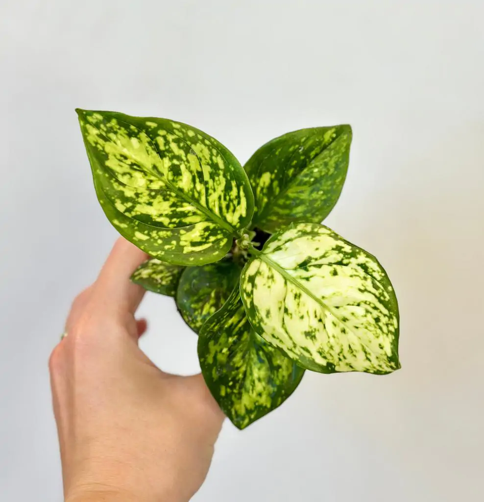 Aglaonema ‘White Anyamanee’ malá