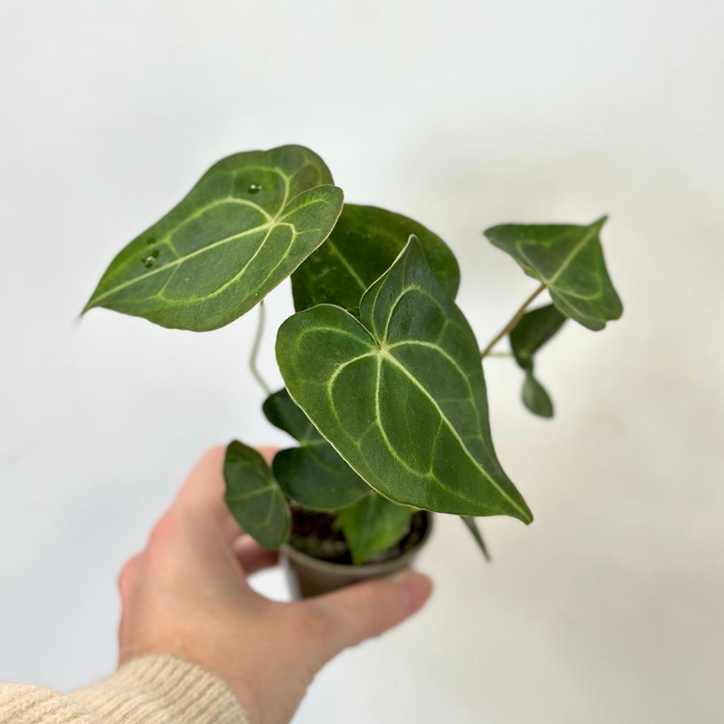 Anthurium clarinervium stredné anthurium clarinervium srdieckove listy