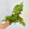 Asplenium dimorphum ‘Parvati’ malé Asplenium dimorphum Parvati parvati