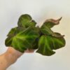 Begonia rex ‘Soli Mutata’ malá begonia rex Soli Mutata