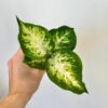 Dieffenbachia compacta malá dieffenbachia compacta