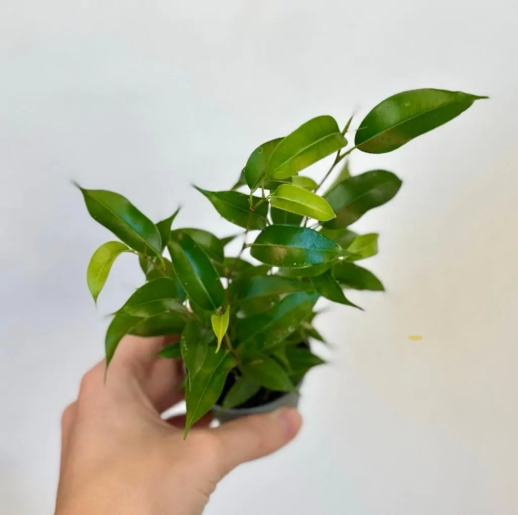 Ficus benjamina ‘Green Kinky’ malý