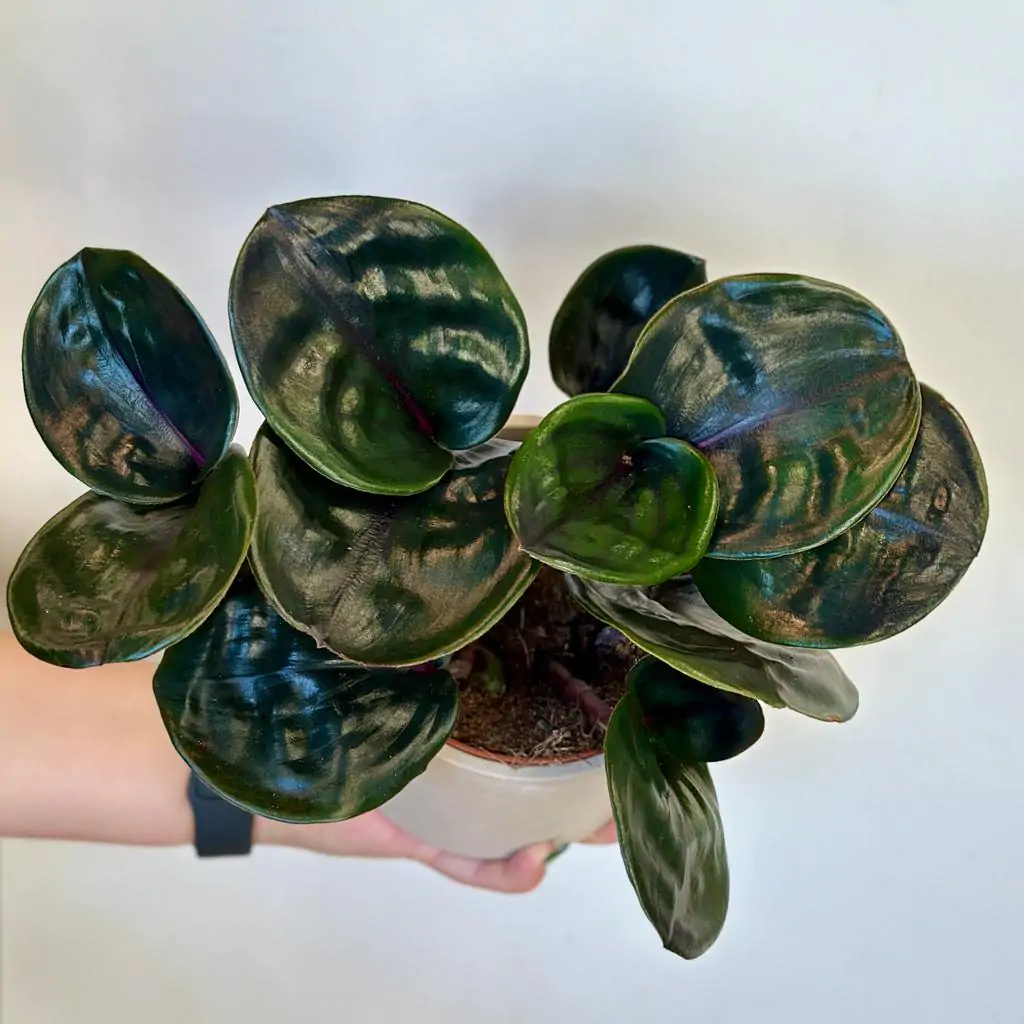 Geogenanthus ciliatus ‘Midnight Pearl’