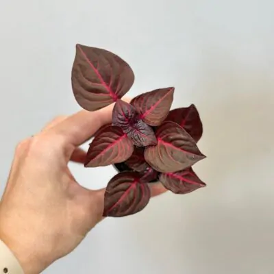 iresine herbstii Bloodleaf izbova rastlina s cervenymi listami