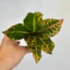 Krotónovec / Codiaeum variegatum ‘Petra’ malý Krotónovec / Codiaeum variegatum ‘Petra’ farebna izbova rastlina kroton