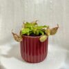 Mäsožravá rastlina Nepenthes × hookeriana veľká masozrava rastlina nepenthes x hookeriana masozravka