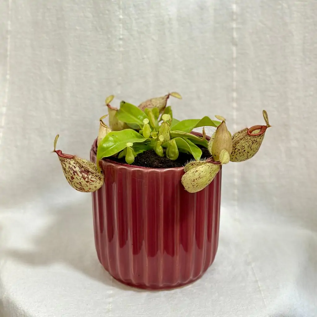Mäsožravá rastlina Nepenthes × hookeriana veľká