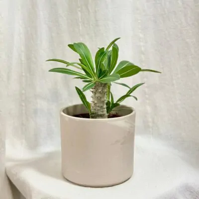 Pachypodium densiflorum pachypodium densiflorum sukulent