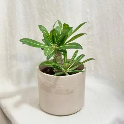 Izbové rastliny, riasogule a príslušenstvo pachypodium densiflorum sukulent