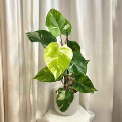 Philodendron ‘Fresh Aurea’ veľký philodendron fresh aurea filodendron White Princess Tricolor Lime