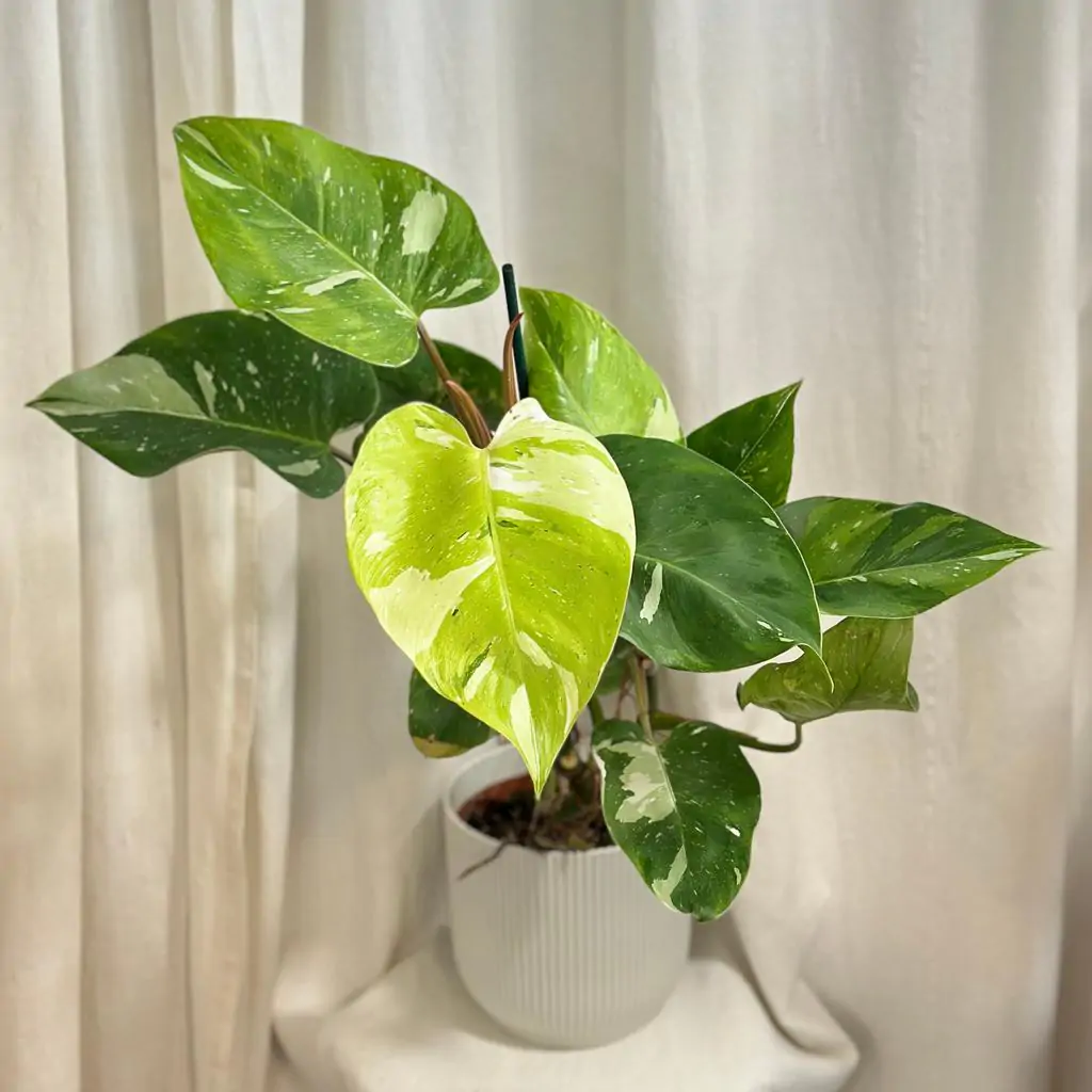 Philodendron ‘Fresh Aurea’ veľký
