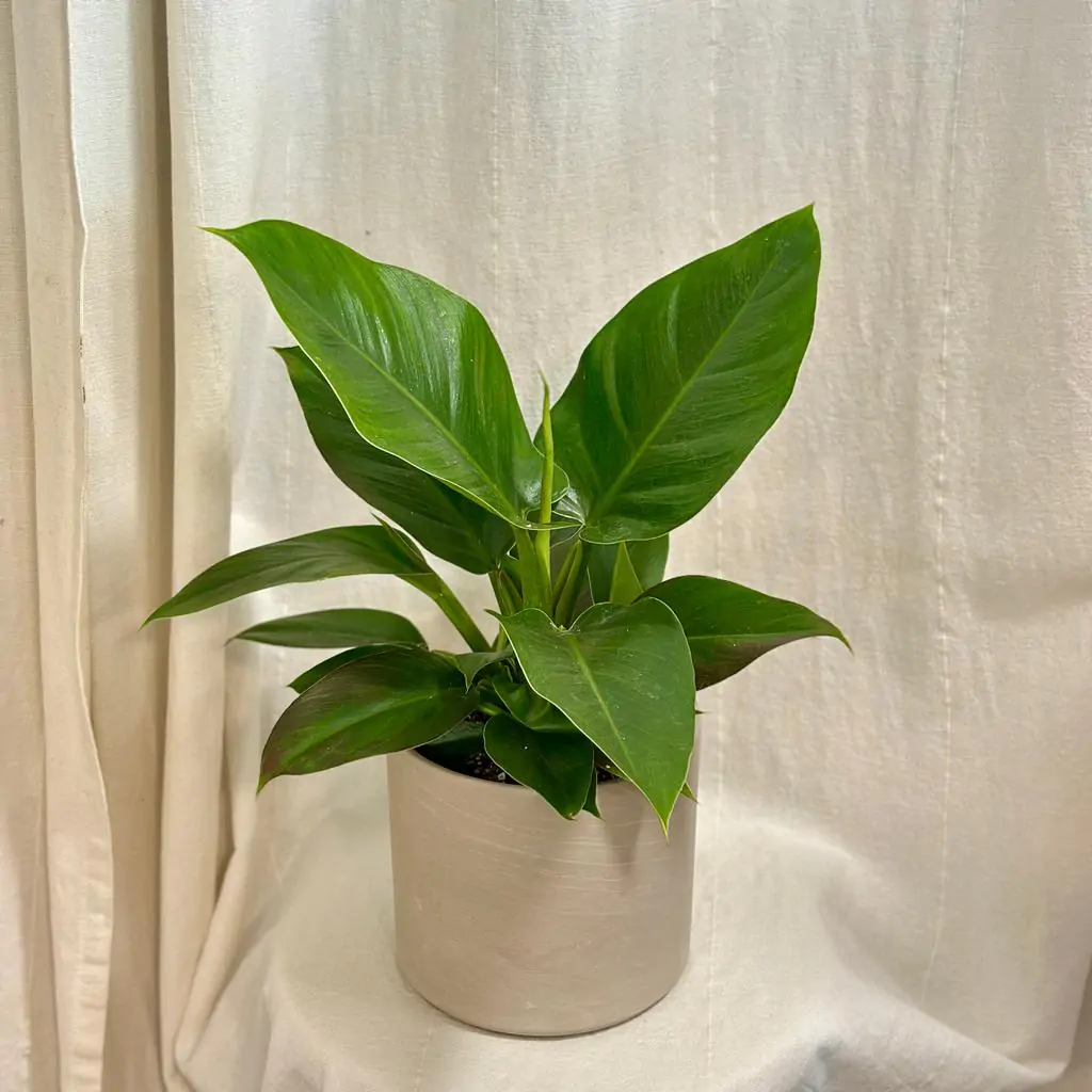 Philodendron ‘Imperial Green’