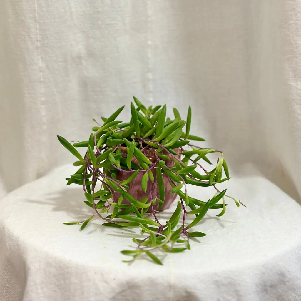 Starček / Senecio herreianus ‘Purple Flush’ malý