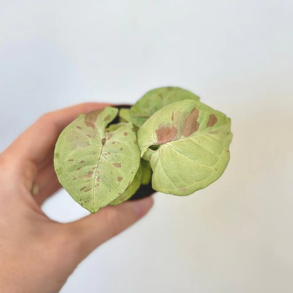 Syngonium ‘Milk Confetti’ malé