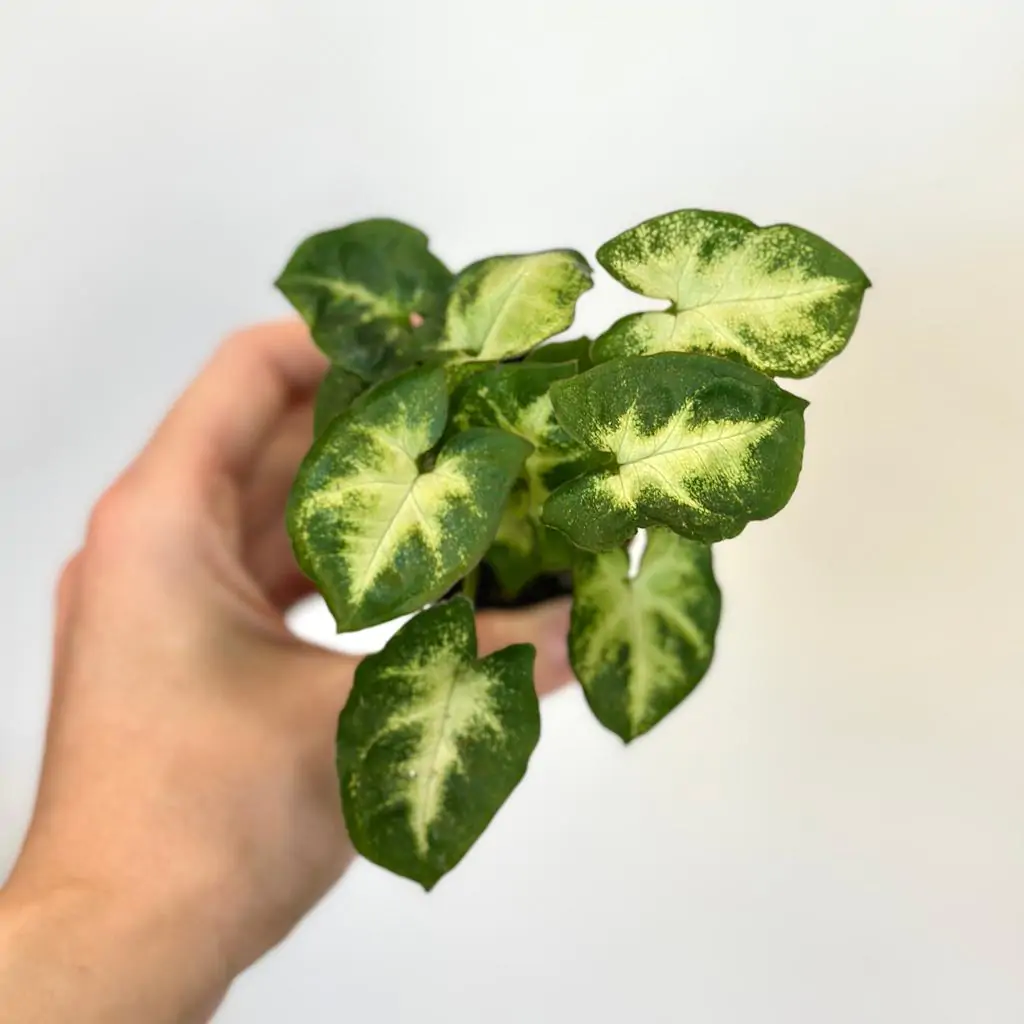 Syngonium ‘Pixie’ malé