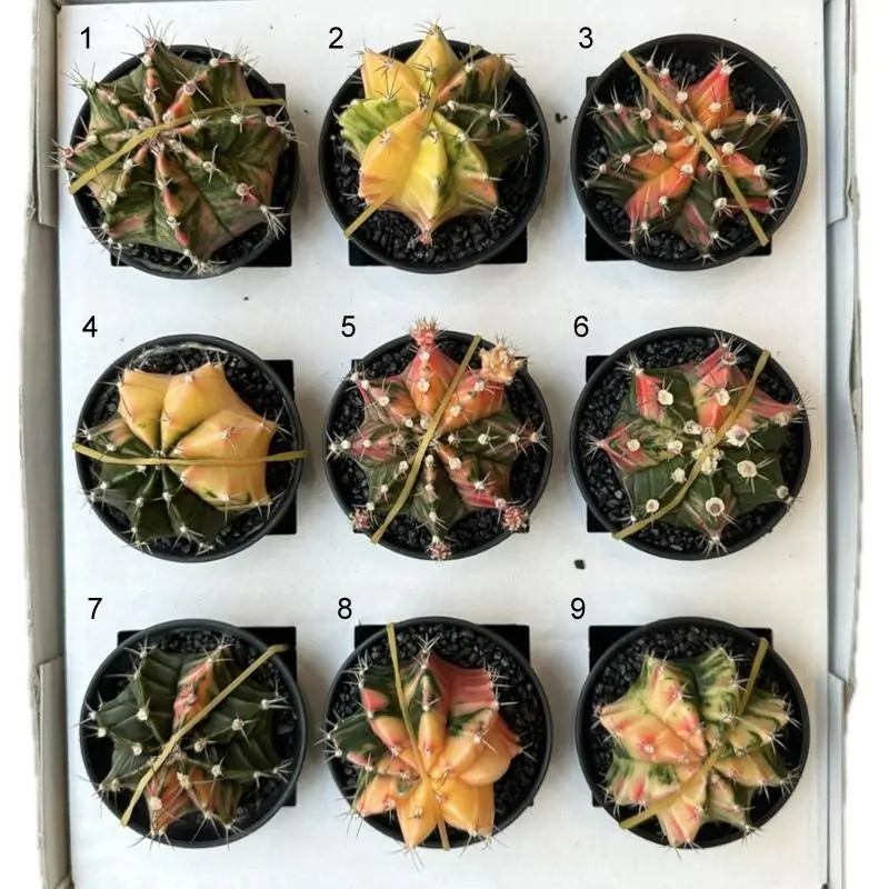 Kaktus Gymnocalycium mihanovichii variegata Ľubovoľný, nechám sa prekvapiť