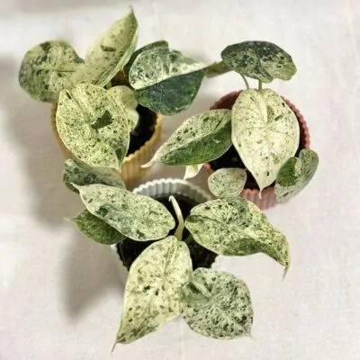 Alocasia ‘Dragon Scale Mint Variegata’ malá alocasia dragon scale Mint Variegata vzacna panasovana izbova rastlina