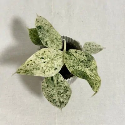 Alocasia ‘Dragon Scale Mint Variegata’ malá alocasia dragon scale Mint Variegata vzacna panasovana izbova rastlina