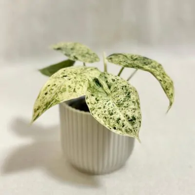 alocasia dragon scale Mint Variegata vzacna panasovana izbova rastlina