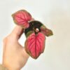 Caladium ‘Lucia Pink’ mini caladium lucia pink ruzove kaladium farebna izbova rastlina