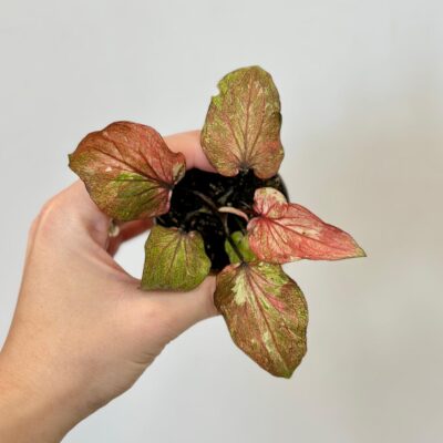 Caladium ‘Thai Hybrid’ mini caladium hybrid